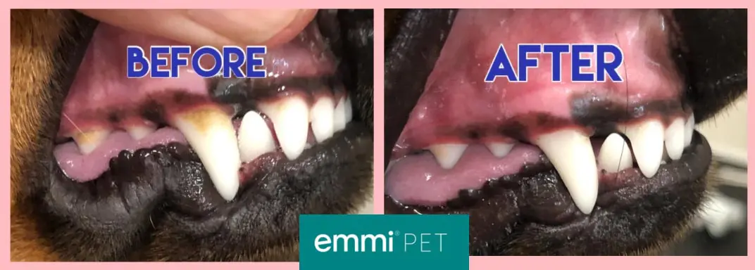 Emmi Pet Teeth Cleaning