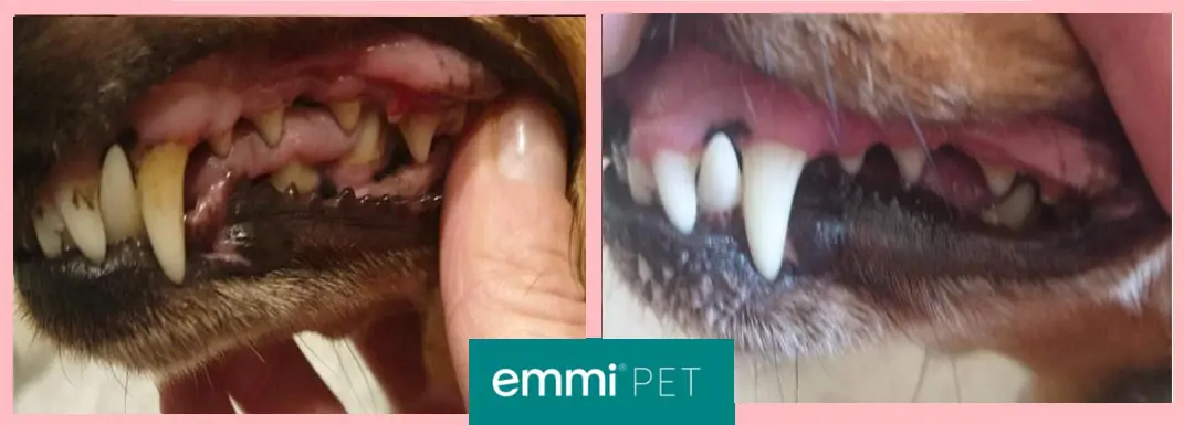 Emmi Pet Teeth Cleaning