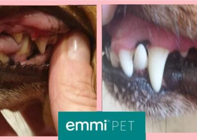 Emmi Pet Teeth Cleaning