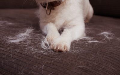 Why Is My Dog Shedding So Much?